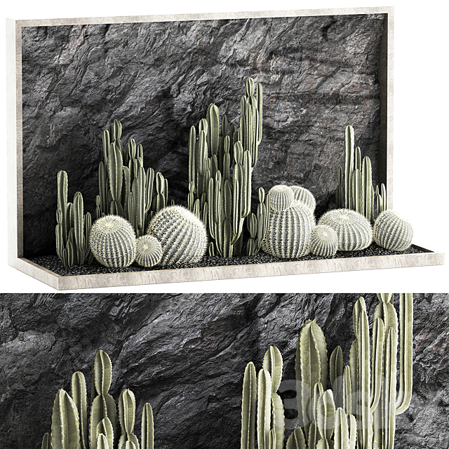 Desert plants cacti with wall rock black pebbles cereus echinocactus Barrel cactus. Plant collection 1279 3DS Max Model - thumbnail 2