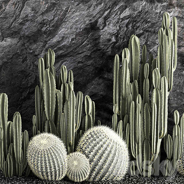 Desert plants cacti with wall rock black pebbles cereus echinocactus Barrel cactus. Plant collection 1279 3DS Max Model - thumbnail 4