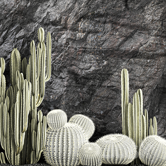 Desert plants cacti with wall rock black pebbles cereus echinocactus Barrel cactus. Plant collection 1279 3DS Max Model - thumbnail 6