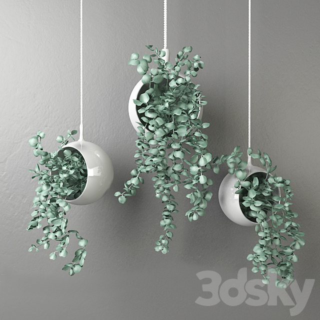 Dichondra in a hanging flowerpot # 2 3DSMax File - thumbnail 1