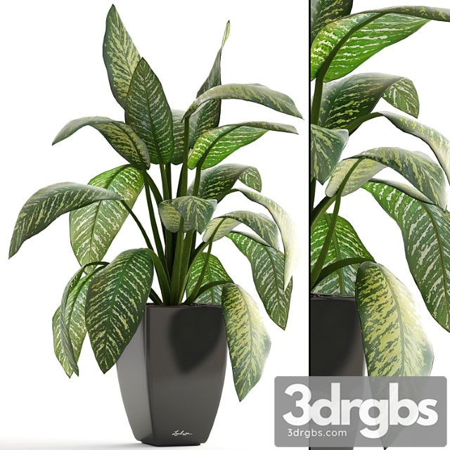 Dieffenbachia Pot Flowerpot Interior Plant Bush 3dsmax Download - thumbnail 1