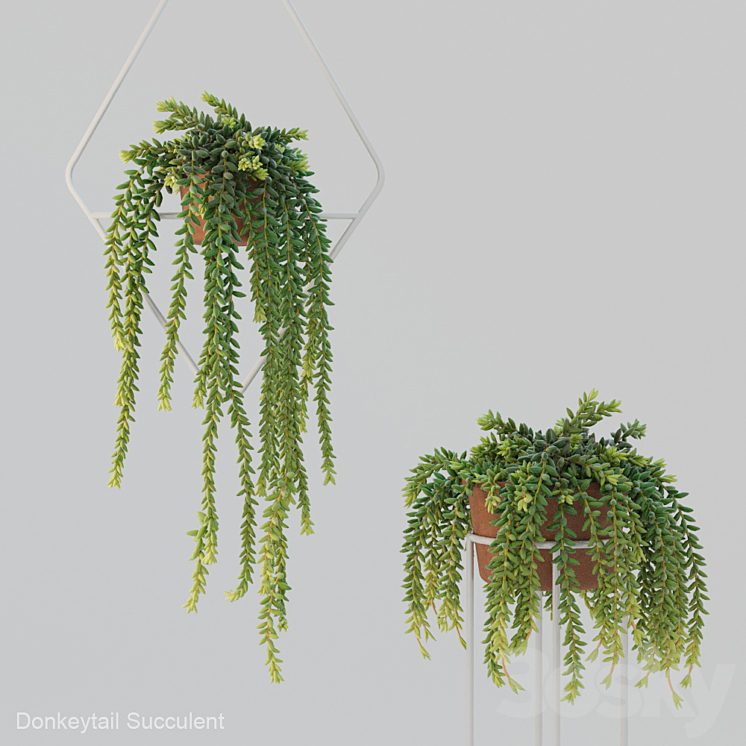 Donleytail | Burrostail succulent hanging 3DS Max - thumbnail 1