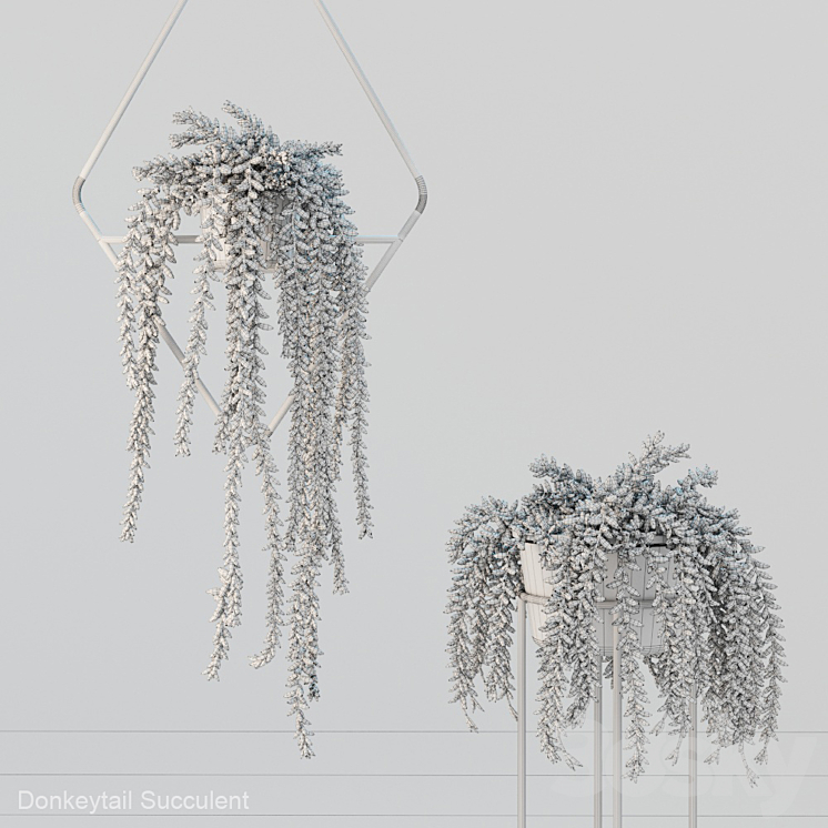 Donleytail | Burrostail succulent hanging 3DS Max - thumbnail 2