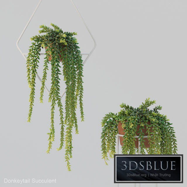 Donleytail | Burrostail succulent hanging 3DS Max - thumbnail 3