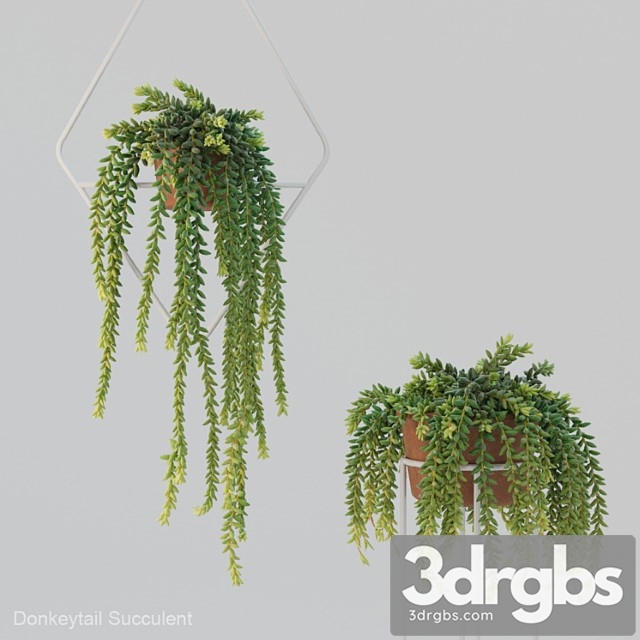 Donleytail Burrostail Succulent Hanging 3dsmax Download - thumbnail 1