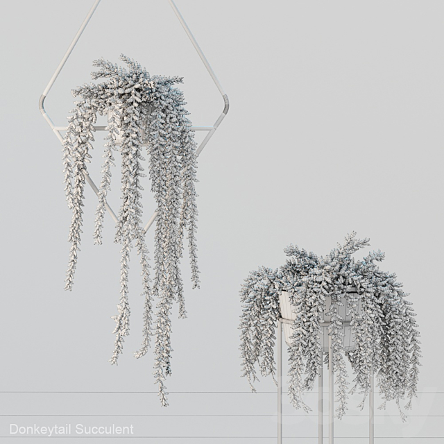 Donleytail | Burrostail succulent hanging 3DSMax File - thumbnail 2