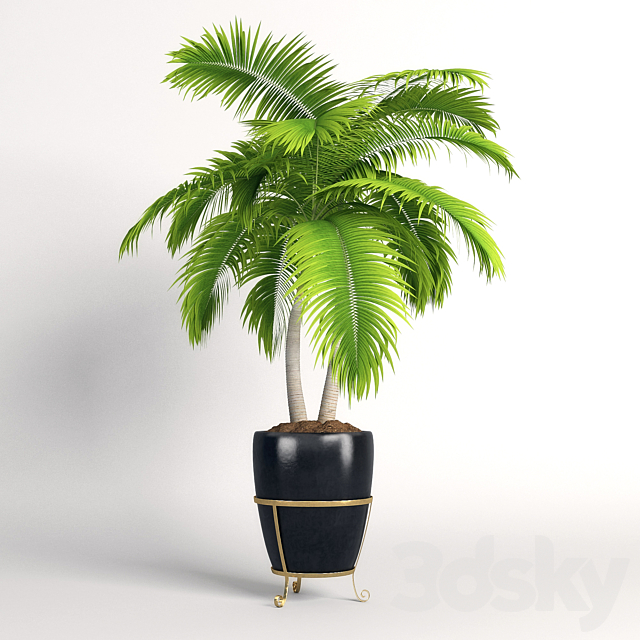 Double palm trees in a pot 3DSMax File - thumbnail 1