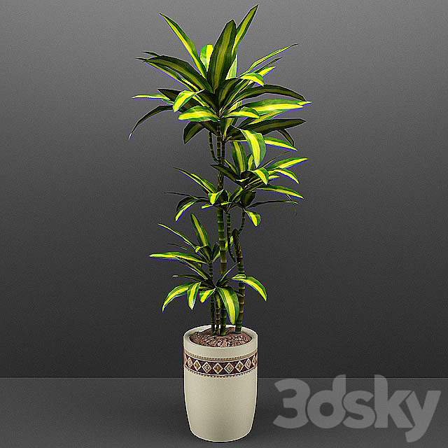 Dracaena 3ds Max - thumbnail 1