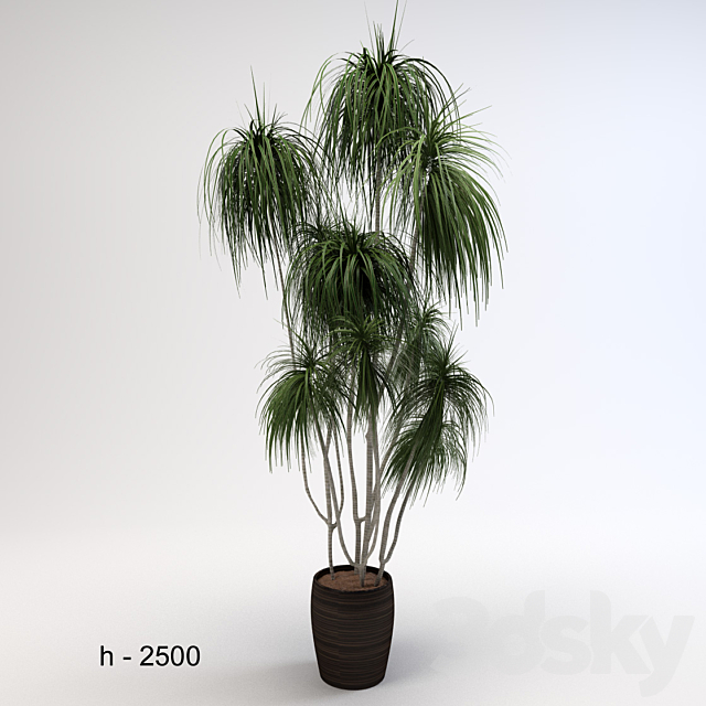 Dracaena 3ds Max - thumbnail 1