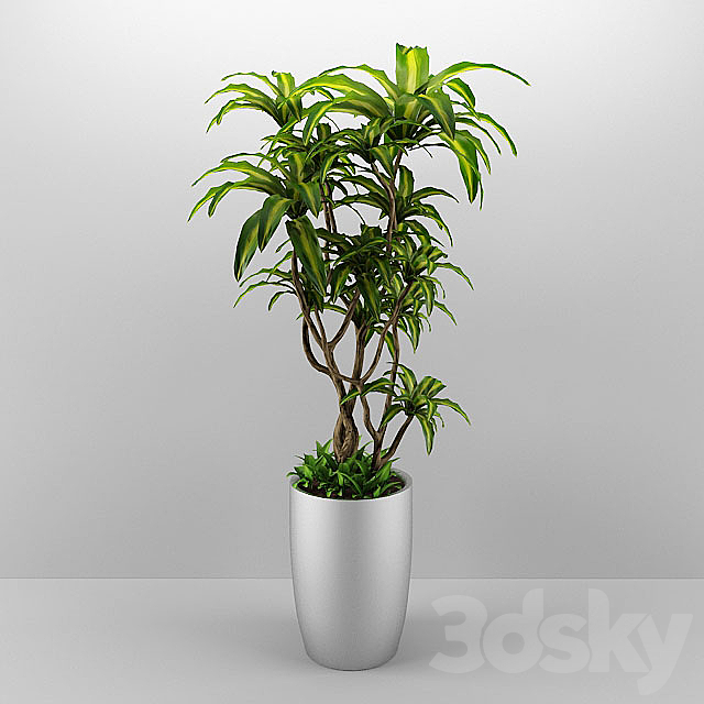 dracaena 3ds Max - thumbnail 1