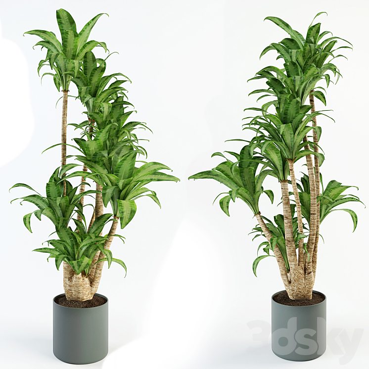 Dracaena 3DS Max - thumbnail 2