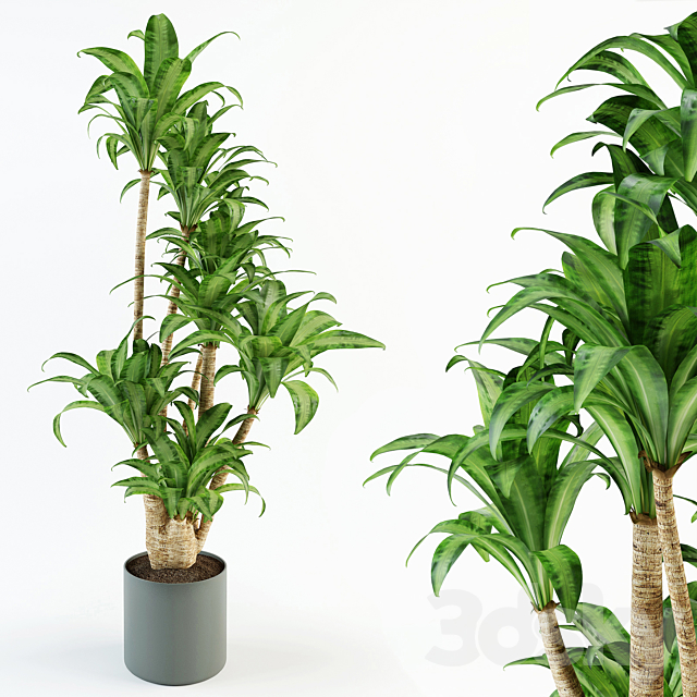 Dracaena 3DS Max Model - thumbnail 1