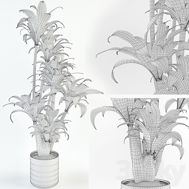 Dracaena 3DS Max Model - thumbnail 3