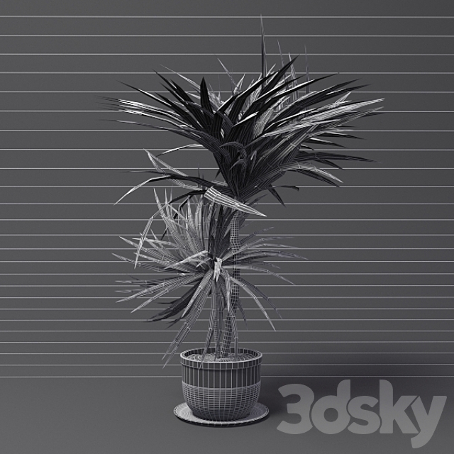 Dracaena 3DS Max Model - thumbnail 2