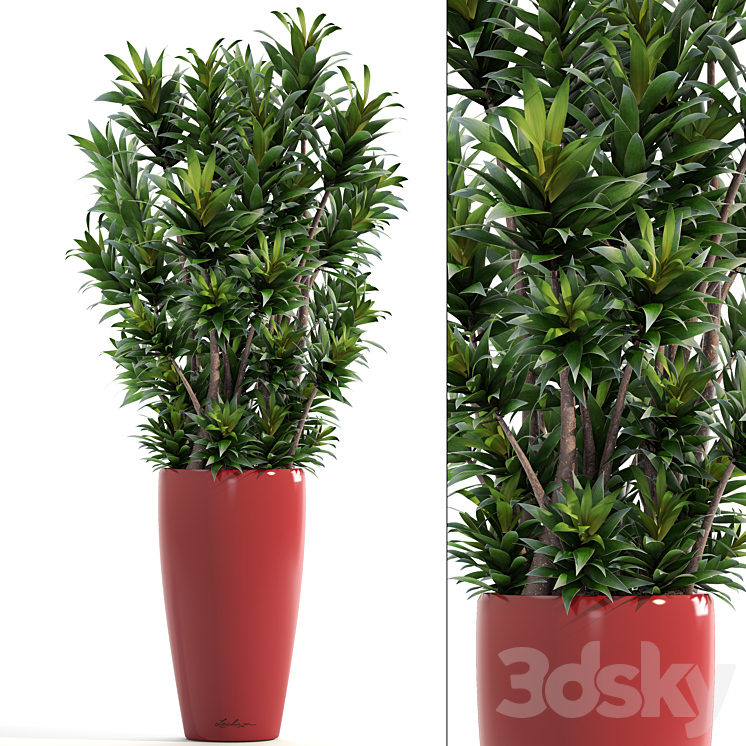 Dracaena 5. Dracaena Reflexa flower pot bush flowerpot interior decorative 3DS Max - thumbnail 1