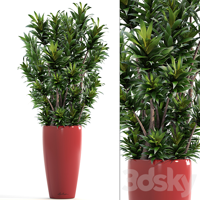 Dracaena 5. Dracaena Reflexa. flower. pot. bush. flowerpot. interior. decorative 3DSMax File - thumbnail 1