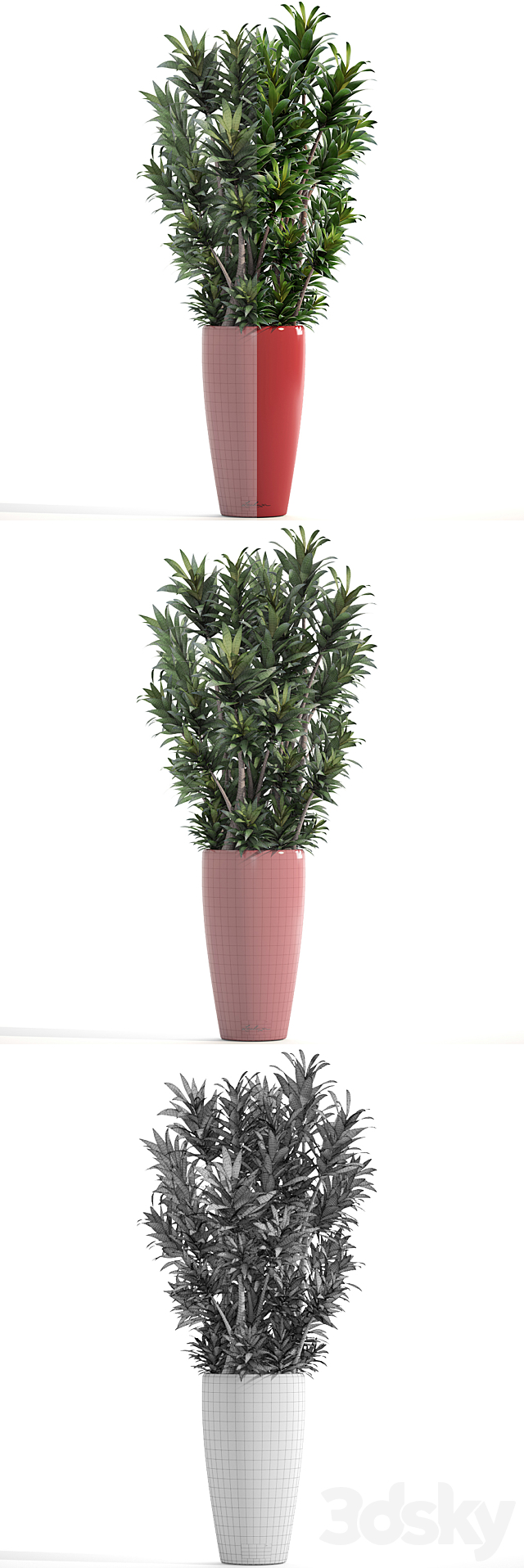 Dracaena 5. Dracaena Reflexa. flower. pot. bush. flowerpot. interior. decorative 3DSMax File - thumbnail 3