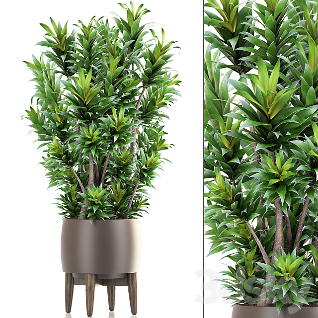 Dracaena 6. Dracaena. pot. flowerpot. bush. interior plant. indoor 3DSMax File - thumbnail 1