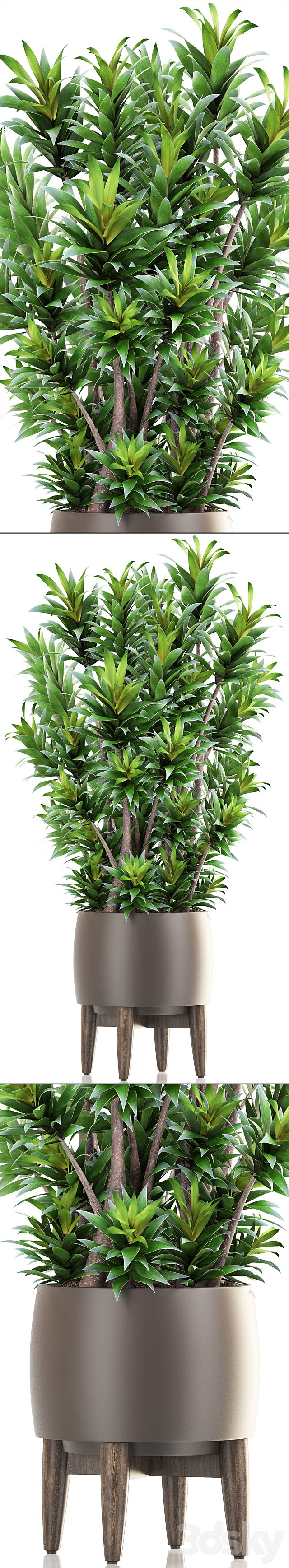 Dracaena 6. Dracaena. pot. flowerpot. bush. interior plant. indoor 3DSMax File - thumbnail 2