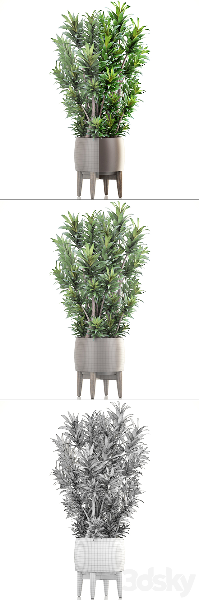 Dracaena 6. Dracaena. pot. flowerpot. bush. interior plant. indoor 3DSMax File - thumbnail 3