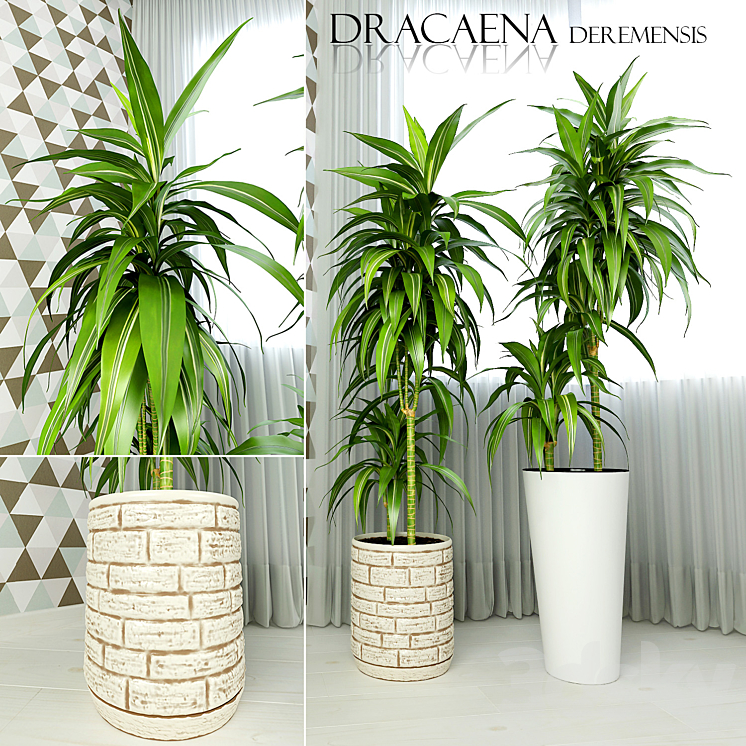 Dracaena deremensis warnakii ulysses 3DS Max - thumbnail 1