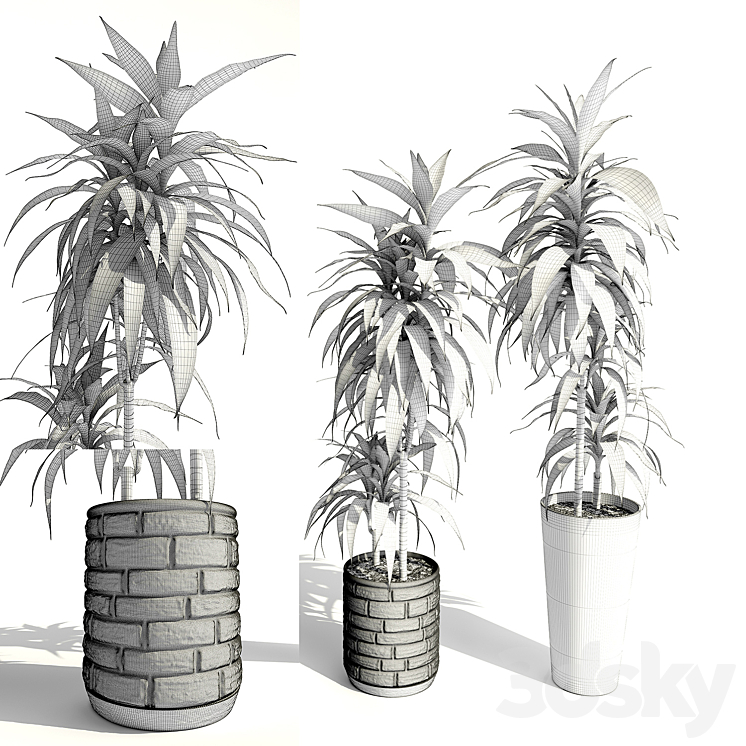 Dracaena deremensis warnakii ulysses 3DS Max - thumbnail 2