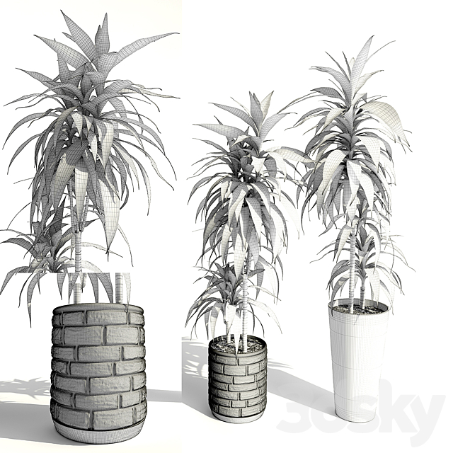 Dracaena deremensis warnakii ulysses 3DSMax File - thumbnail 2