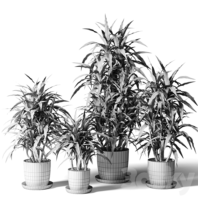 Dracaena fragrant in gray pots 3ds Max - thumbnail 2