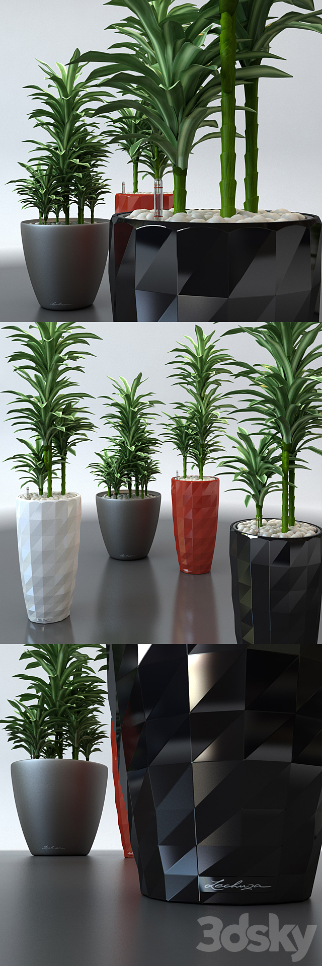 Dracaena in pots Lechuza 3DSMax File - thumbnail 1