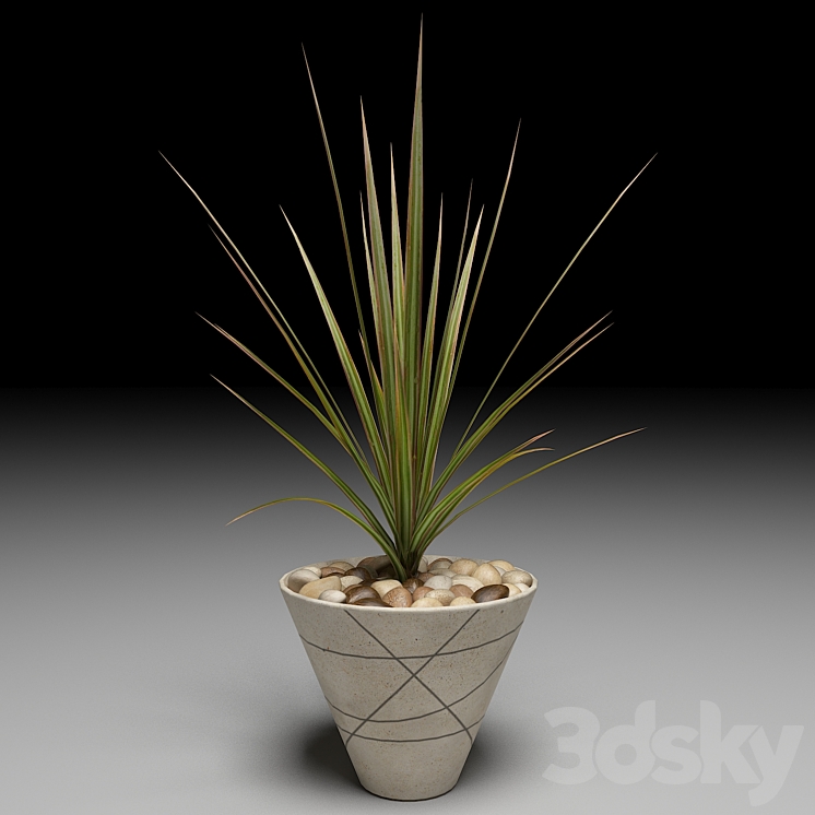 Dracaena Marginata tree 3DS Max - thumbnail 1