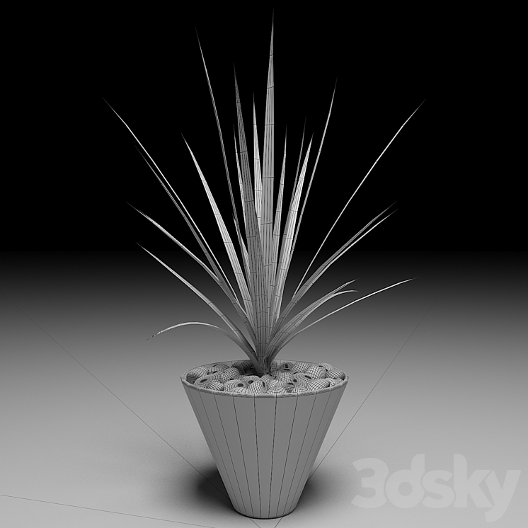 Dracaena Marginata tree 3DS Max - thumbnail 2