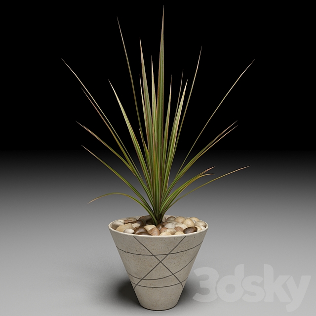 Dracaena Marginata tree 3DSMax File - thumbnail 1