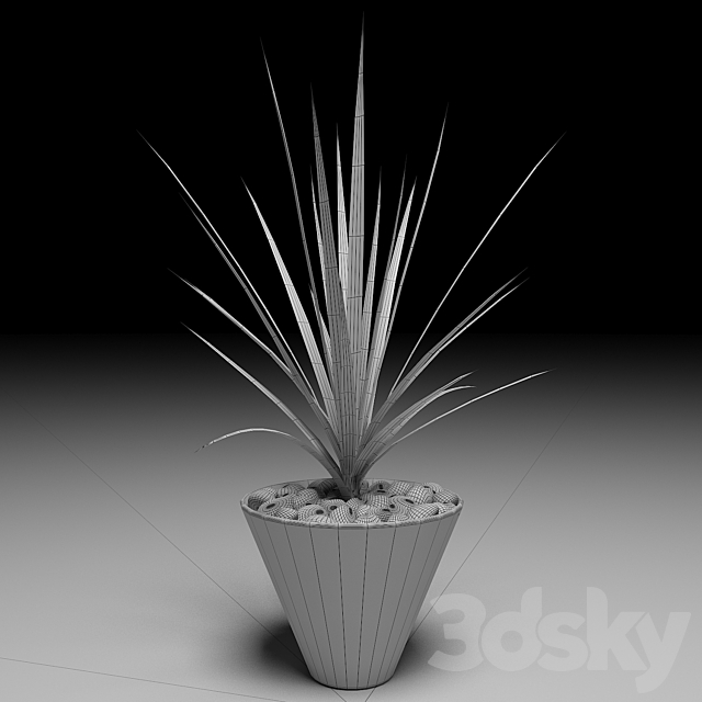 Dracaena Marginata tree 3DSMax File - thumbnail 2