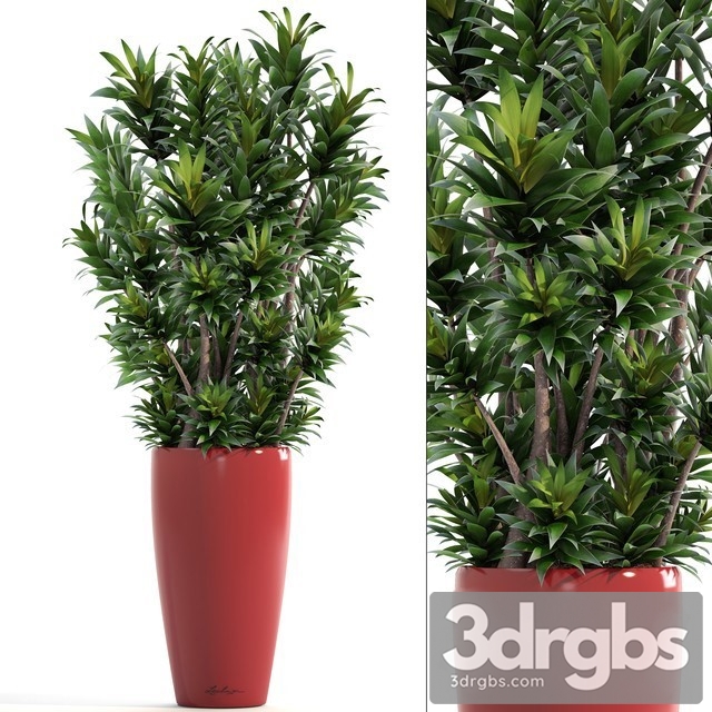 Dracaena Plant 3dsmax Download - thumbnail 1