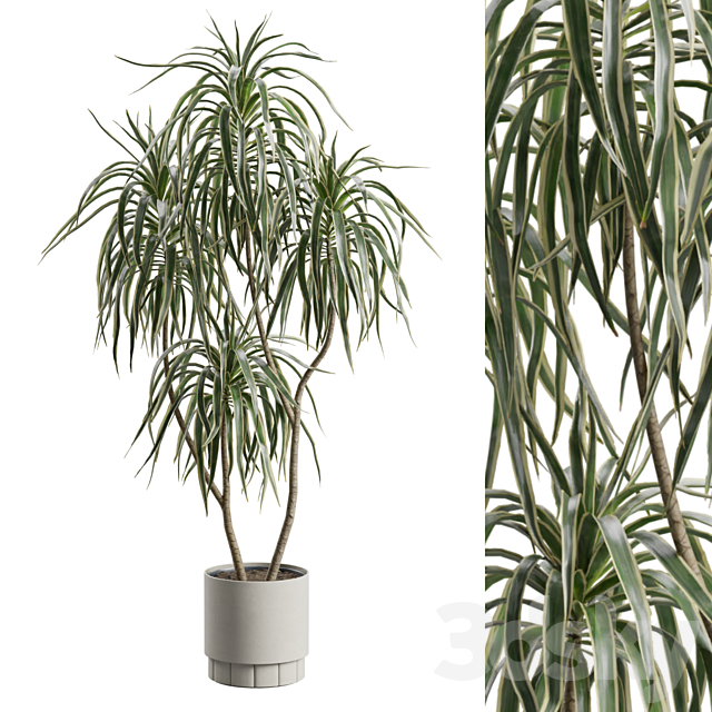 Dracaena Variegata 3ds Max - thumbnail 1