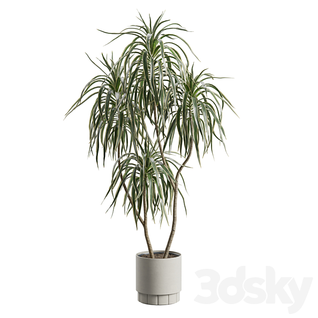 Dracaena Variegata 3ds Max - thumbnail 2