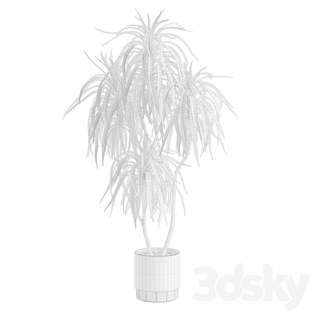 Dracaena Variegata 3ds Max - thumbnail 3