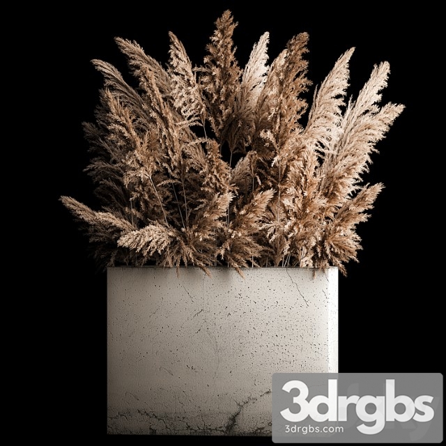 Dried Flower Bouquet of Pampas From Dry Reeds in a Concrete Flowerpot Made from Pampas Grass Cortaderia 268 3dsmax Download - thumbnail 1