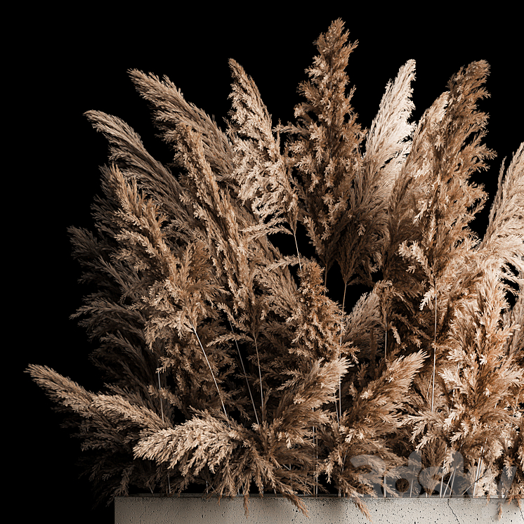 Dried flower bouquet of pampas from dry reeds in a concrete vase of pampas grass Cortaderia. 268. 3DS Max Model - thumbnail 2