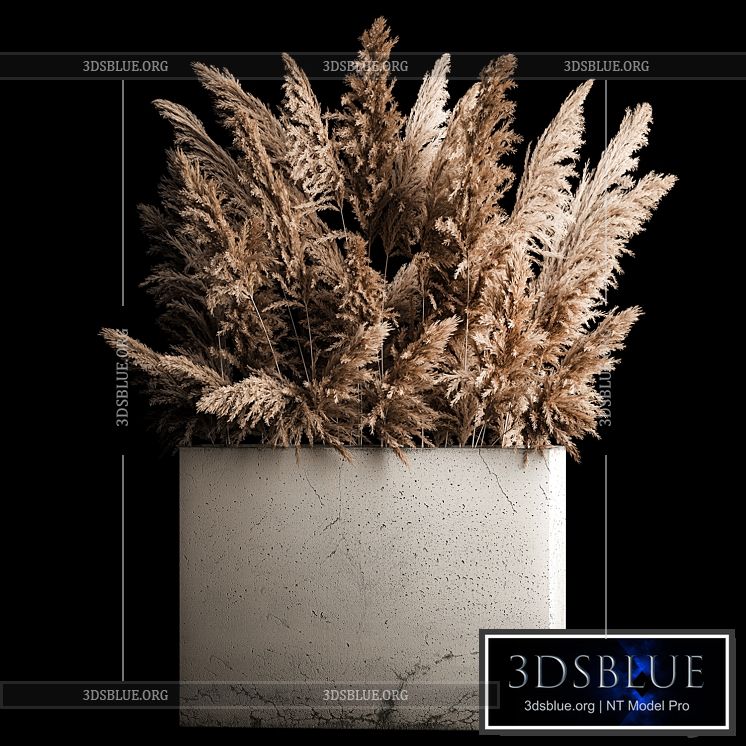 Dried flower bouquet of pampas from dry reeds in a concrete vase of pampas grass Cortaderia. 268. 3DS Max - thumbnail 3