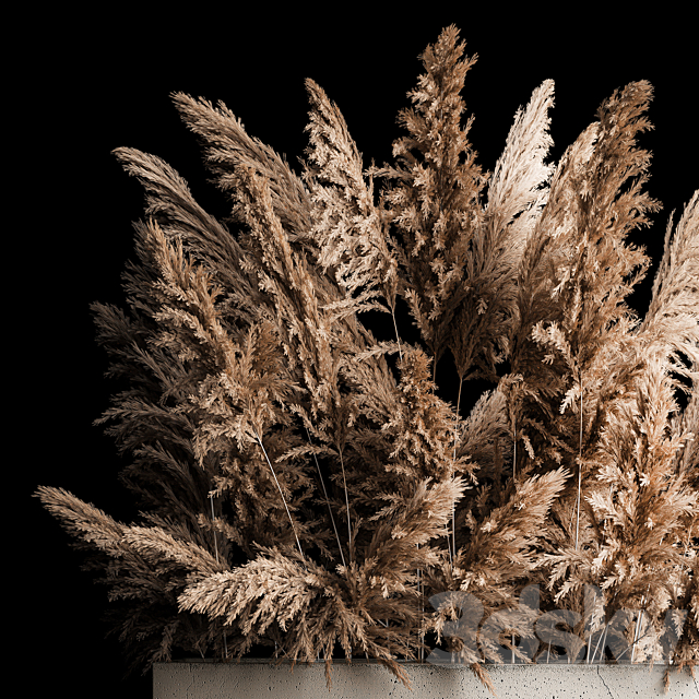 Dried flower bouquet of pampas from dry reeds in a concrete vase of pampas grass. Cortaderia. 268. 3DSMax File - thumbnail 2