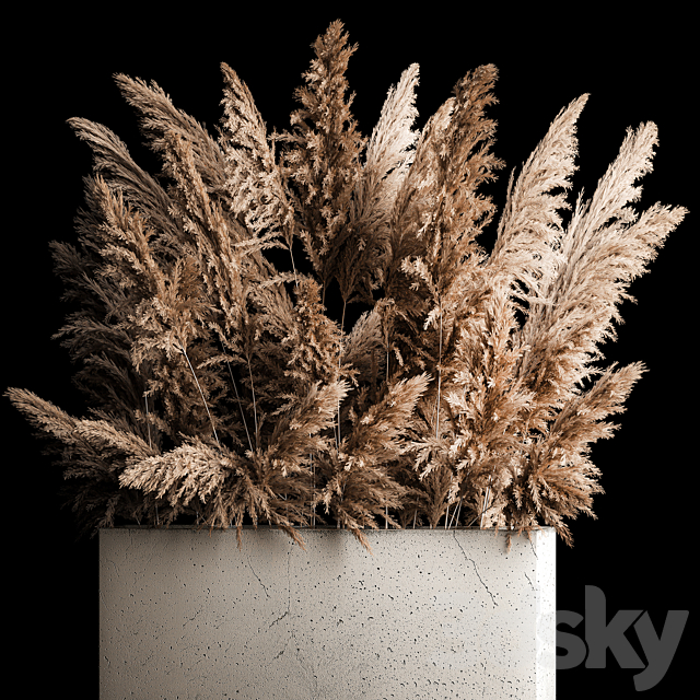 Dried flower bouquet of pampas from dry reeds in a concrete vase of pampas grass. Cortaderia. 268. 3DSMax File - thumbnail 3