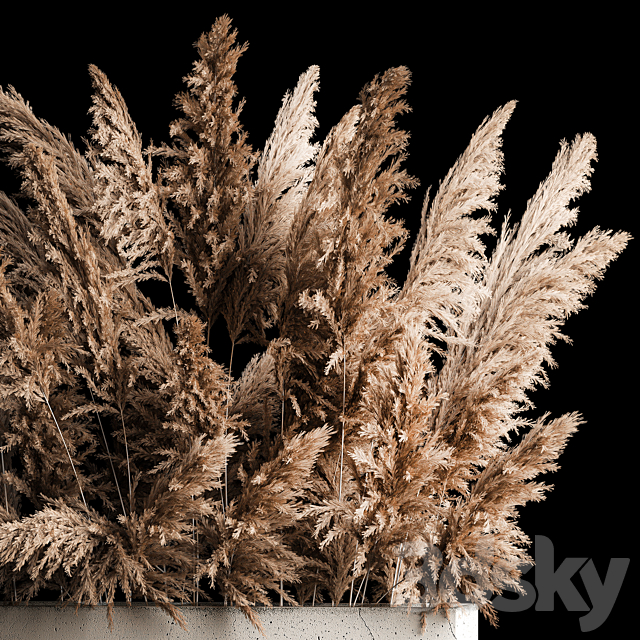 Dried flower bouquet of pampas from dry reeds in a concrete vase of pampas grass. Cortaderia. 268. 3DSMax File - thumbnail 4