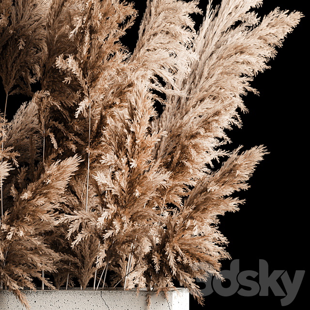 Dried flower bouquet of pampas from dry reeds in a concrete vase of pampas grass. Cortaderia. 268. 3DSMax File - thumbnail 5