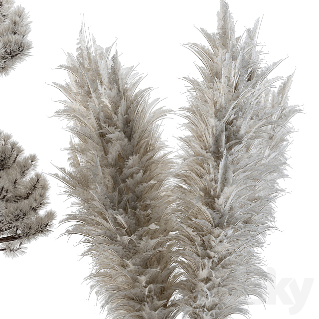 Dry plants 22 – Big Pampas asteroid Pot 3DSMax File - thumbnail 3