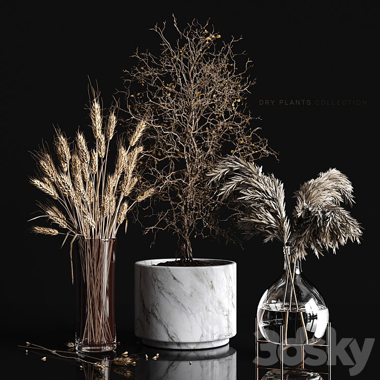 Dry plants collection 3DS Max - thumbnail 1