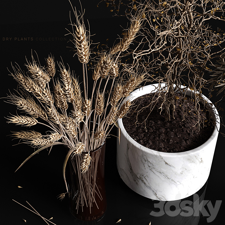 Dry plants collection 3DS Max - thumbnail 2