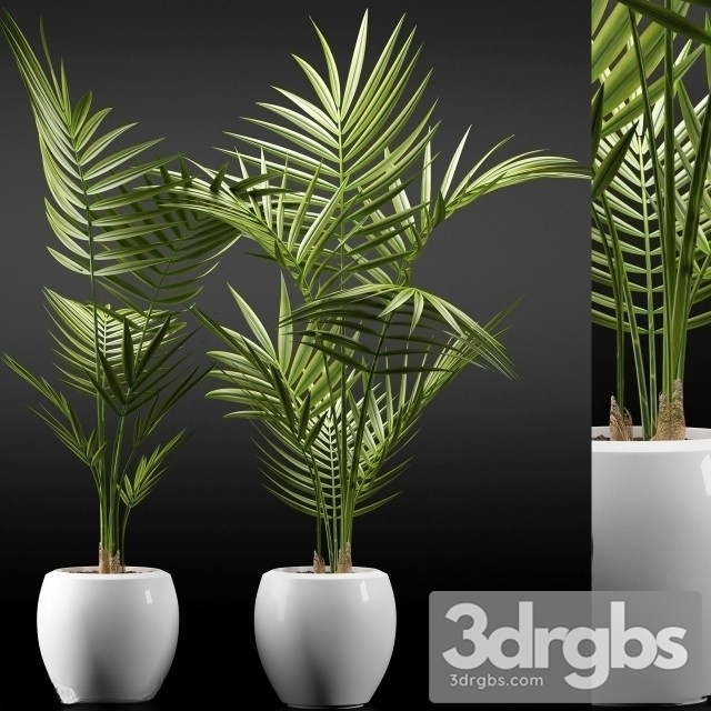 Dypsis Lutescens 2 3dsmax Download - thumbnail 1