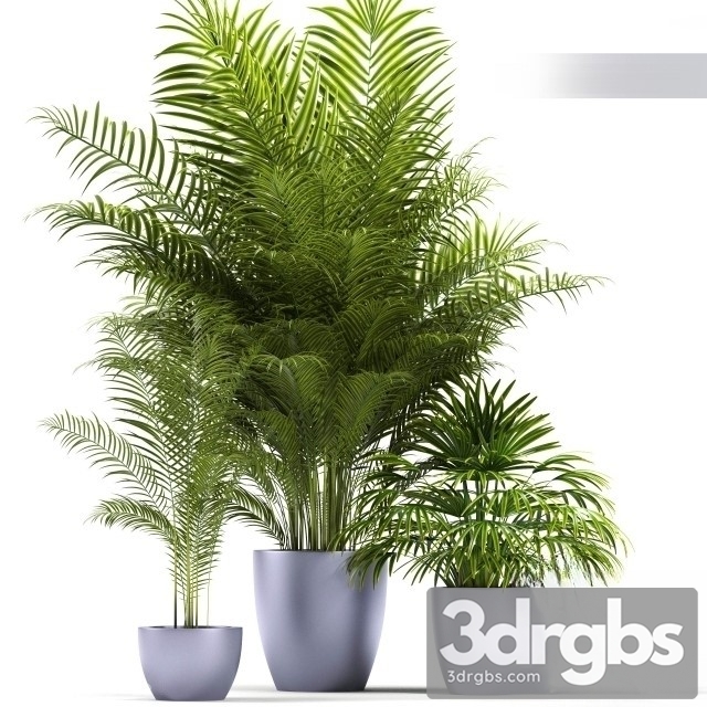 Dypsis Lutescens 3dsmax Download - thumbnail 1