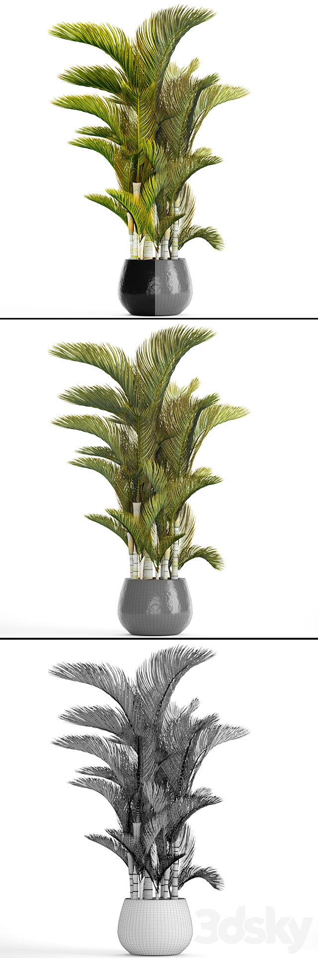 Dypsis lutescens – Dyssic yellowish Dipsis yellowish ornamental palm tree tropical exotic thickets plant flowerpot pot 3DS Max Model - thumbnail 3